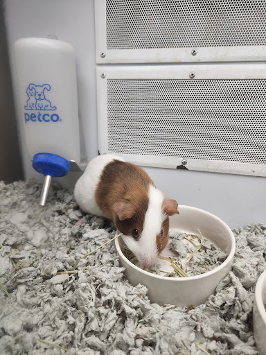 Pet Supply Store «Petco Animal Supplies», reviews and photos, 9111 Metropolitan Ave, Rego Park, NY 11374, USA