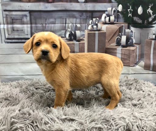 Pet Store «Happiness Is Pets Vi», reviews and photos, 616 E Roosevelt Rd, Lombard, IL 60148, USA