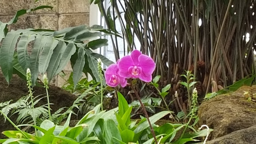 Los Angeles County Arboretum image