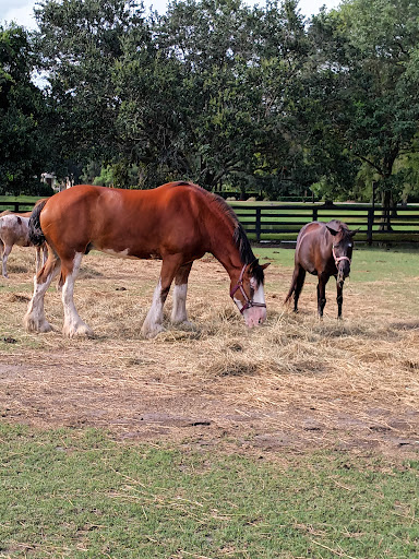 Stable «Lawton Stables», reviews and photos, 190 Greenwood Dr, Hilton Head Island, SC 29928, USA