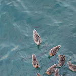 Photo n°4 de l'avis de Maciej. fait le 12/08/2023 à 12:47 sur le  Ristorante Pizzeria al Lago à Gargnano