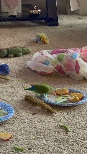 Pet Supply Store «PetSmart», reviews and photos, 1819 NE Pine Island Rd, Cape Coral, FL 33909, USA