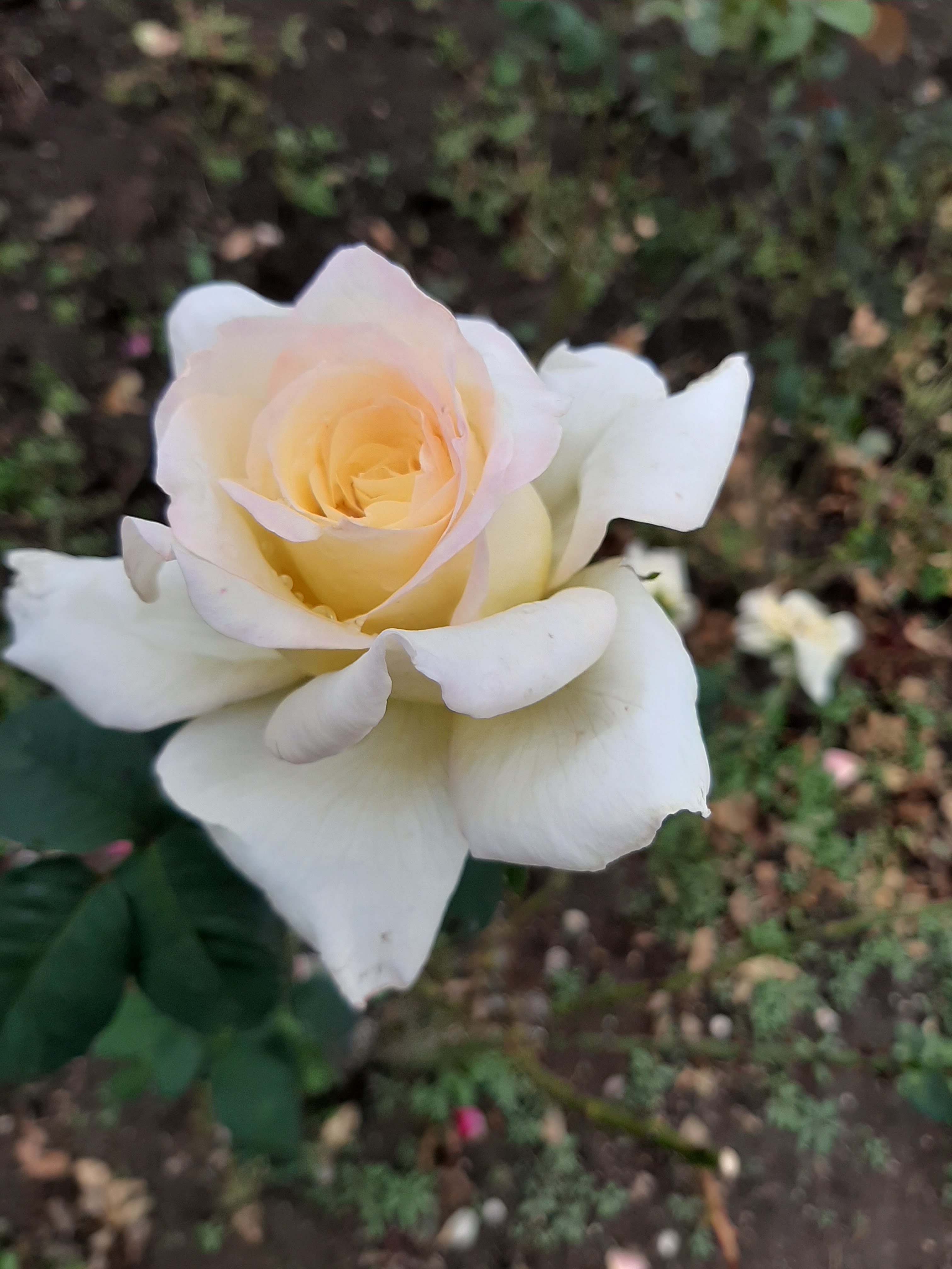 Photo n° 4 de l'avis de DESBIOLLES.A fait le 27/09/2020 à 17:49