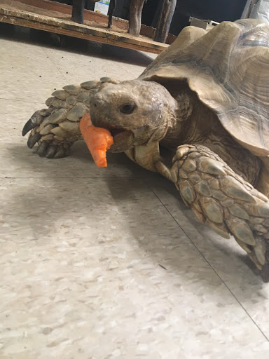 Pet Store «Animal Atlanta», reviews and photos, 6449 Bells Ferry Rd, Woodstock, GA 30189, USA