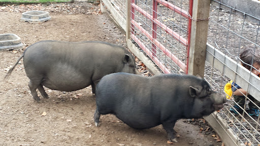 Golf Course «Knob Hill Golf Course», reviews and photos, 1 Shinnecock Dr, Manalapan Township, NJ 07726, USA