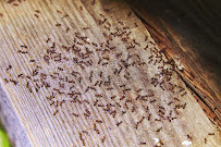 American Pest Control, Inc. - Photo 8 - Car repair in , Bloomington