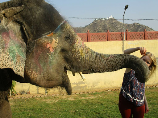 Elefunenjoy| Elephant Sanctuary Jaipur