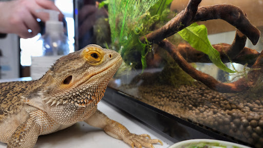 Pet Groomer «Pet World», reviews and photos, 4033 W Mercury Blvd, Hampton, VA 23666, USA