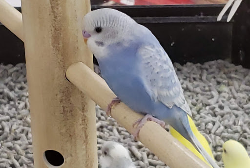 Pet Supply Store «Petco Animal Supplies», reviews and photos, 3444 S Mooney Blvd, Visalia, CA 93277, USA