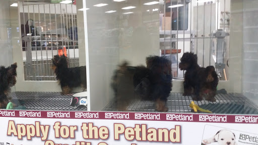 Pet Store «Petland Vineyard - San Antonio», reviews and photos, 1309 North Loop 1604 W #101, San Antonio, TX 78258, USA