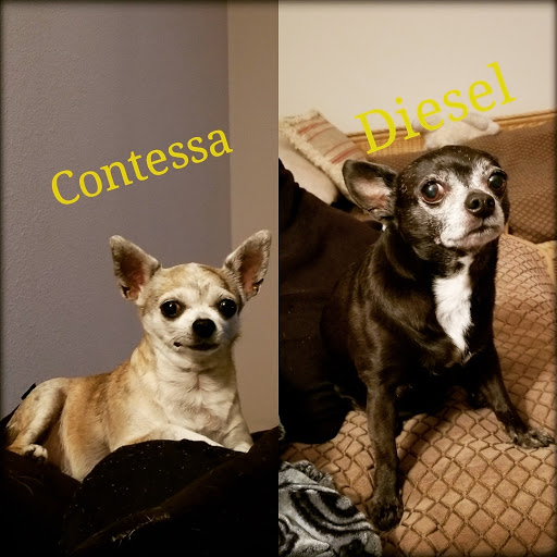 Pet Supply Store «PetSmart», reviews and photos, 1130 SE Everett Mall Way, Everett, WA 98208, USA