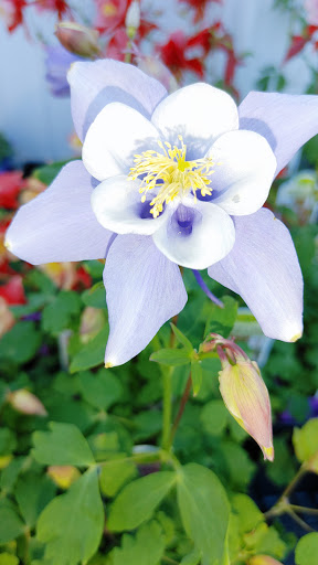 Hardware Store «Westlake Ace Hardware 011», reviews and photos, 5009 NE Vivion Rd, Kansas City, MO 64119, USA