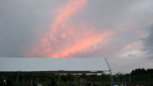 Vineyard «Black Birch Vineyard/ Black Birch Winery», reviews and photos, 108-109 Straits Rd, Hatfield, MA 01066, USA