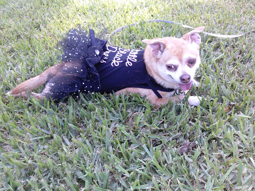 Park «Henry & Ola Park», reviews and photos, 502 W Henry Ave, Tampa, FL 33604, USA