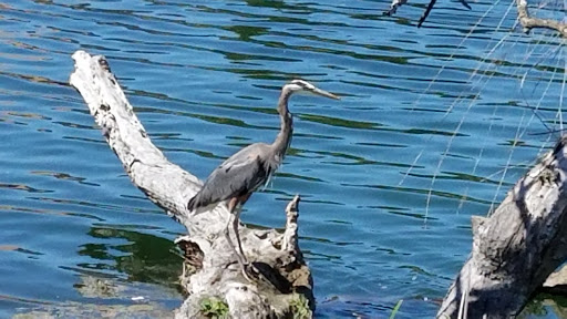 Park «Lake Union Park», reviews and photos, 860 Terry Ave N, Seattle, WA 98109, USA