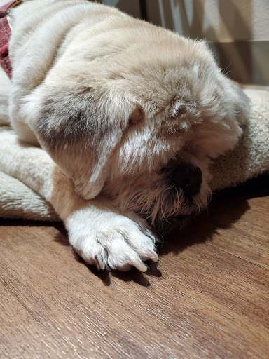 Pet Supply Store «Petco Animal Supplies», reviews and photos, 1250 William D Tate Ave #200, Grapevine, TX 76051, USA