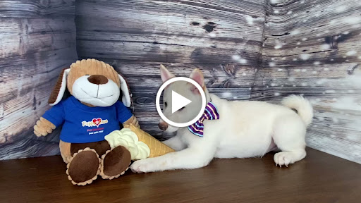 Pet Store «Puppy Love», reviews and photos, 4802 Valley View Blvd NW Uf290, Roanoke, VA 24012, USA