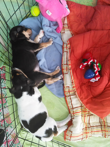 Pet Supply Store «Petco Animal Supplies», reviews and photos, 1215-1309 NJ-33 #1, Hamilton Township, NJ 08690, USA