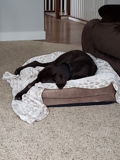 Pet Supply Store «Petco Animal Supplies», reviews and photos, 16434 N Marketplace Blvd, Nampa, ID 83651, USA