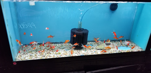Tropical Fish Store «Caribbean Pets», reviews and photos, 298 Central Ave, Jersey City, NJ 07307, USA