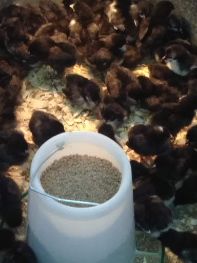 Department Store «Rural King», reviews and photos, 4000 W Bethel Ave, Muncie, IN 47304, USA