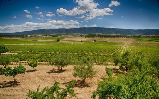 Bodegas Enguera - EntreViñedos Eventos