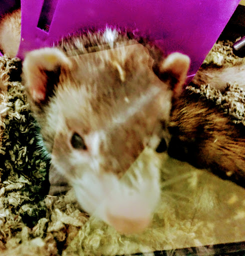 Pet Supply Store «Petco Animal Supplies», reviews and photos, 1621 Emmet St N, Charlottesville, VA 22901, USA