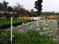 Devil Mountain Wholesale Nursery - San Juan Capistrano