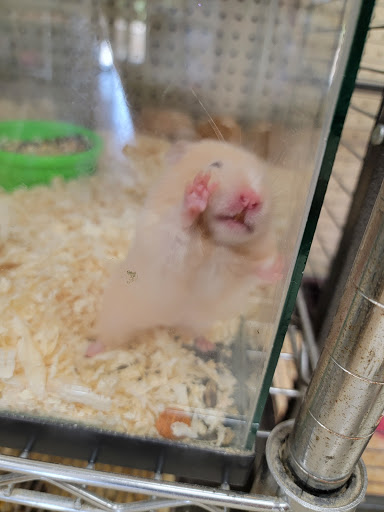 Pet Supply Store «PETNJOY - GARDENA», reviews and photos, 15515 Normandie Ave, Gardena, CA 90247, USA