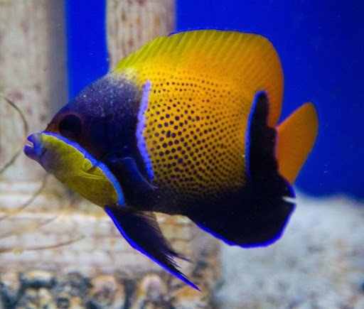 Aquarium Shop «Wet Pets by Steve», reviews and photos, 504 W Main St, Norman, OK 73069, USA