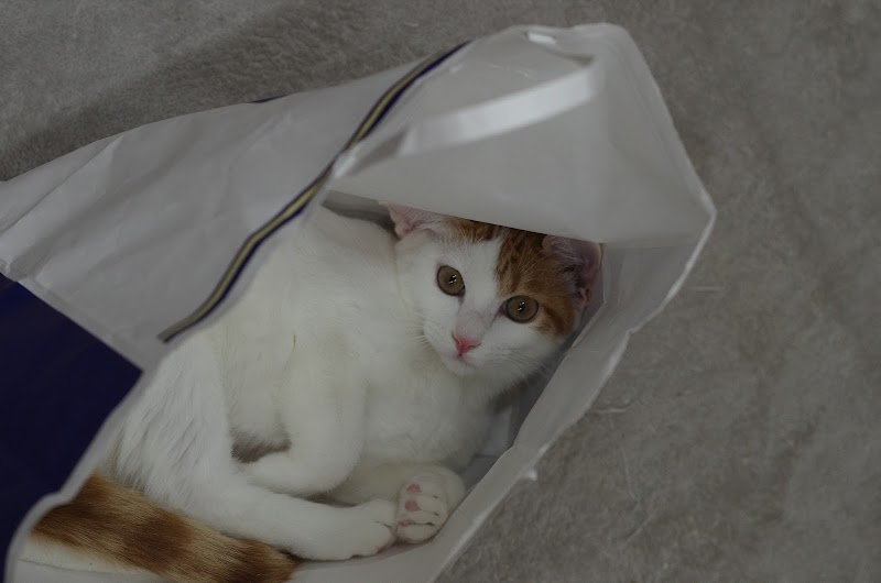 保護猫カフェmeooow 東京都品川区荏原 ペット里親サービス グルコミ