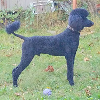 Catonsville Dog Co - Photo 8 - Car repair in Catonsville, MD, Columbia