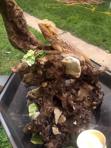 Pet Store «Petsway», reviews and photos, 1717 W Kearney St, Springfield, MO 65803, USA