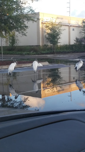 Supermarket «Walmart Neighborhood Market», reviews and photos, 1803 N Highland Ave, Clearwater, FL 33755, USA