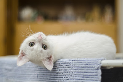 Le Royaume des Chats à Paris