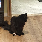 Photo n°8 de l'avis de Kuni.u fait le 25/02/2024 à 18:02 sur le  Katzentempel Hamburg Hafencity à Hamburg