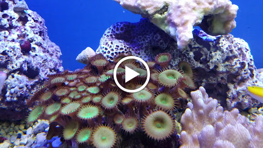 Pet Store «Oak Park Natural Pet & Fish», reviews and photos, 23 N Harlem Ave, Oak Park, IL 60302, USA