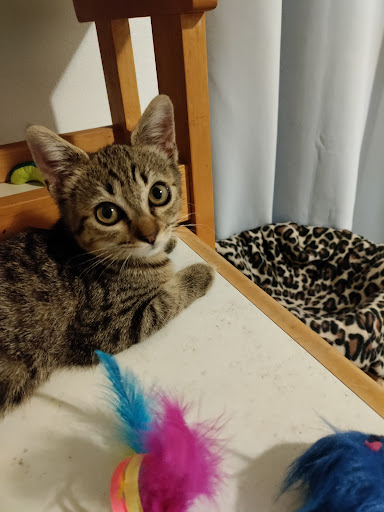 Cat Clinic of Norman image