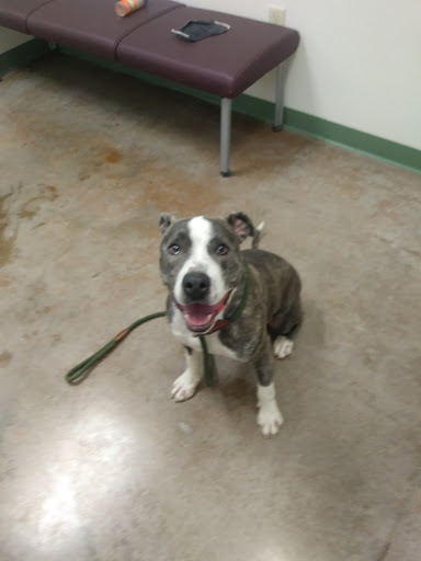 Animal Shelter «Humane Society of El Paso», reviews and photos