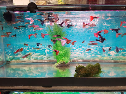 Vquatics Aquarium - Japanese Koi | Fancy Goldfish | Tropical Fish