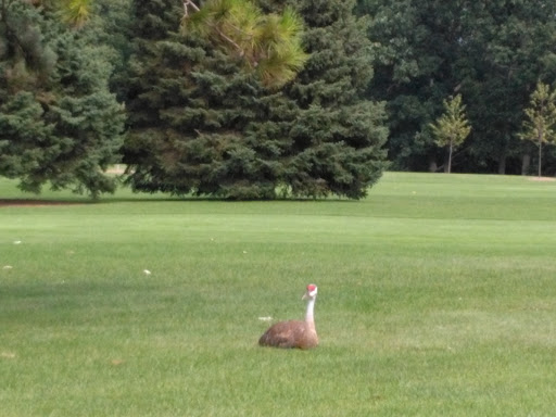 Golf Club «Glenway Golf Course», reviews and photos, 3747 Speedway Rd, Madison, WI 53705, USA