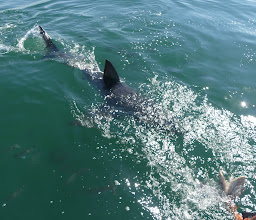 White Shark Africa photo