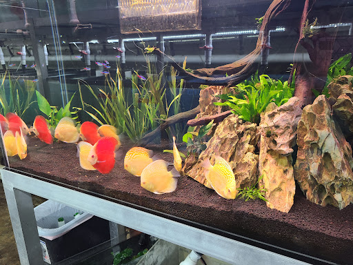 Tropical Fish Store «Jack Wattley Discus», reviews and photos, 6944 NE 4th Ave, Miami, FL 33138, USA