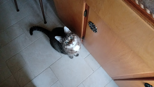 Pet Supply Store «PetSmart», reviews and photos, 2347 N Telegraph Rd, Monroe, MI 48162, USA