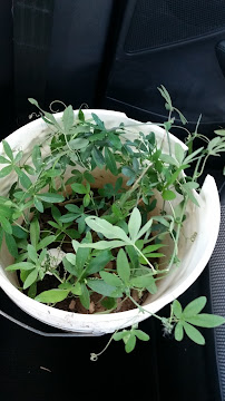 Wichita Valley Landscape - Photo 9 - Car repair in Wichita Falls, TX, Wichita Falls