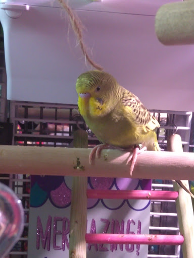 Pet Supply Store «Petco Animal Supplies», reviews and photos, 5190 Borgen Blvd #201, Gig Harbor, WA 98332, USA