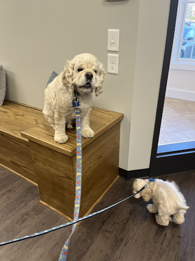 Whiskers and Paws Animal Hospital image