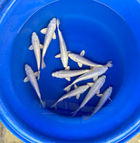 Az Koi Pond - Photo 2 - Car repair in Chandler, AZ, Chandler