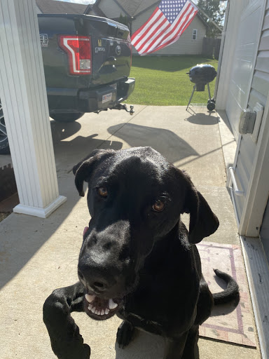 Pet Supply Store «Petco Animal Supplies», reviews and photos, 2807 Wilma Rudolph Blvd, Clarksville, TN 37040, USA