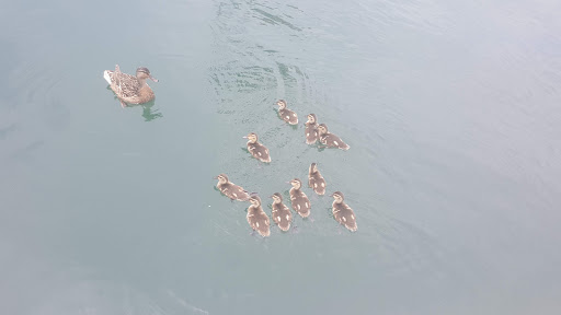 Marina «Mitchell Creek Marina», reviews and photos, 1260 Livingston Boat Dock Rd, Allons, TN 38541, USA